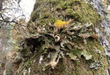 Lung lichen (Lobaria pulmonaria) 