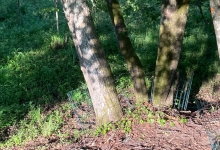 Parkveida pļavā esošie koki, kuriem aplikti žogi, lai tos pasargātu no bebriem