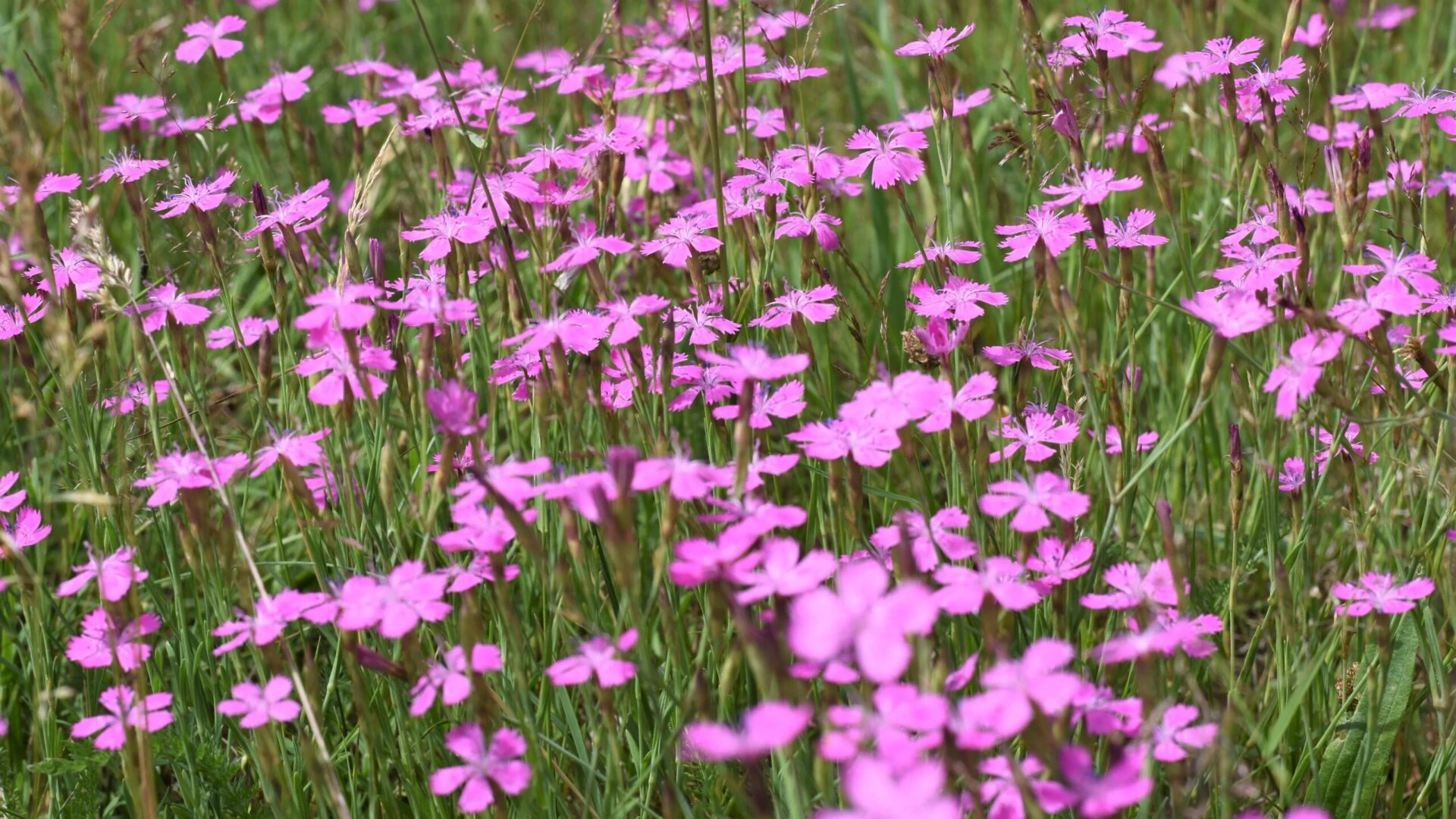 Meadows – natural grasslands