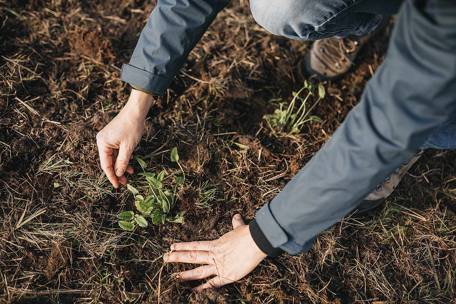 Riga's Urban Meadows — Community-Led Biodiversity Corridors under urbanLIFEcircles