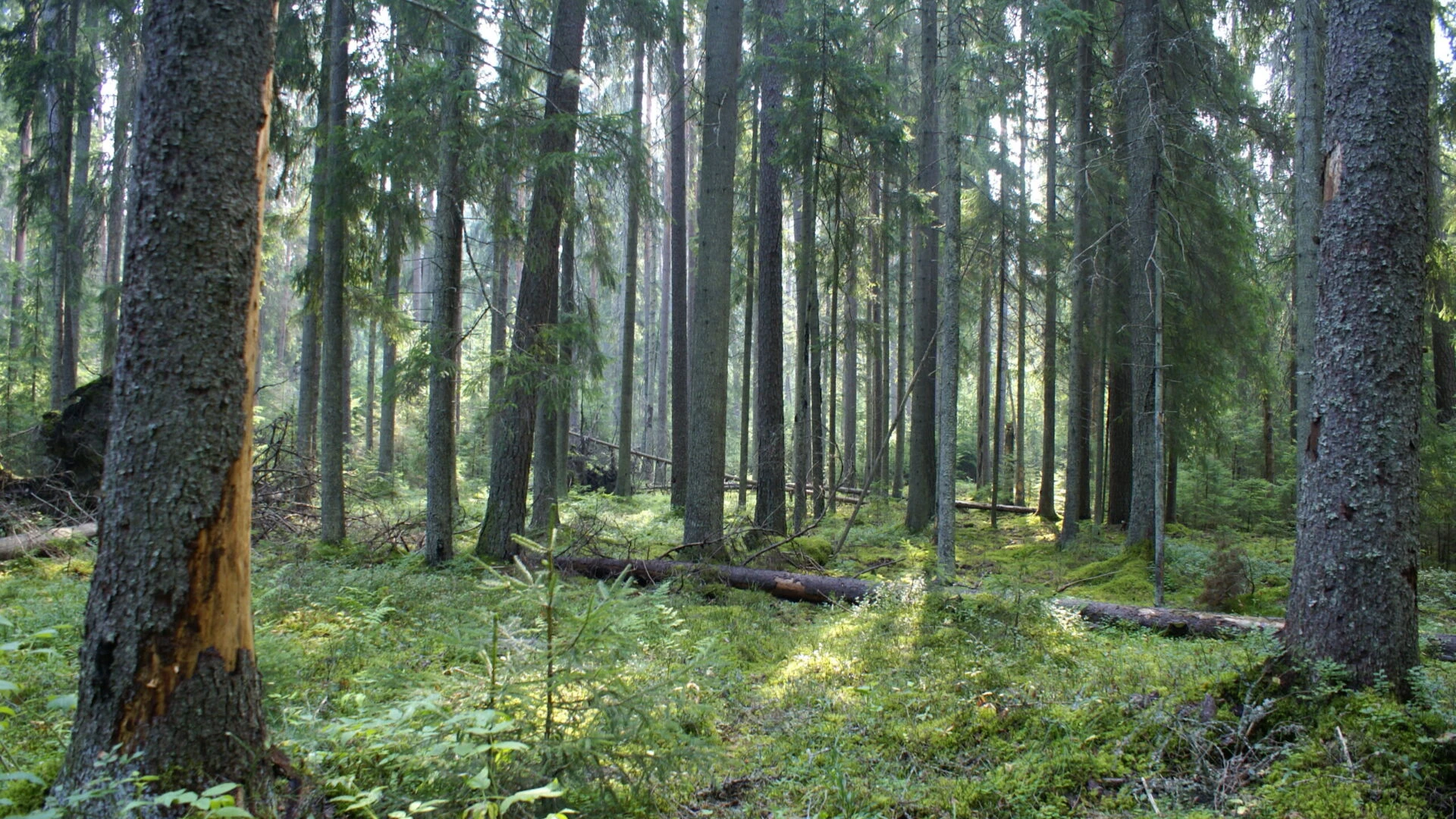 Plāno turpināt Latvijas mežu iznīcināšanu