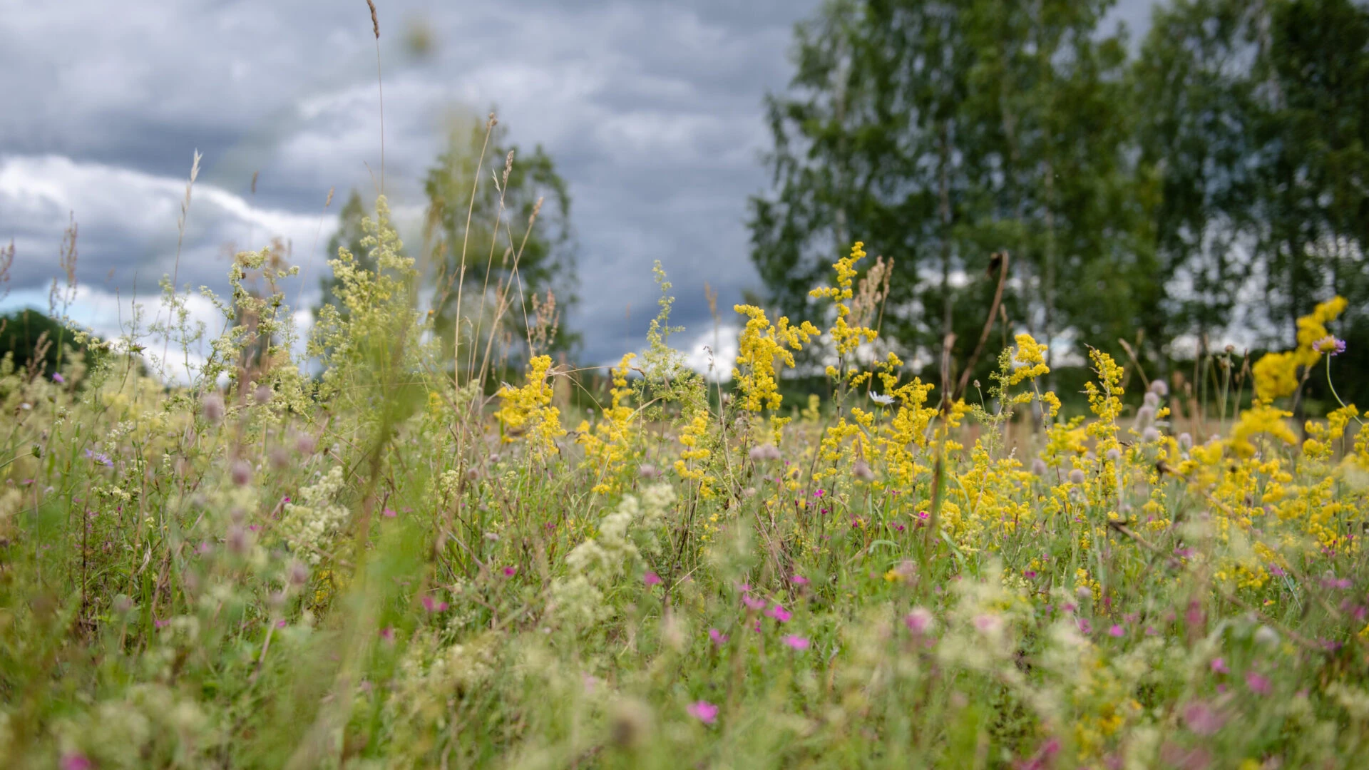 Ainavas runā – padomu lapas, vadlīnijas un video