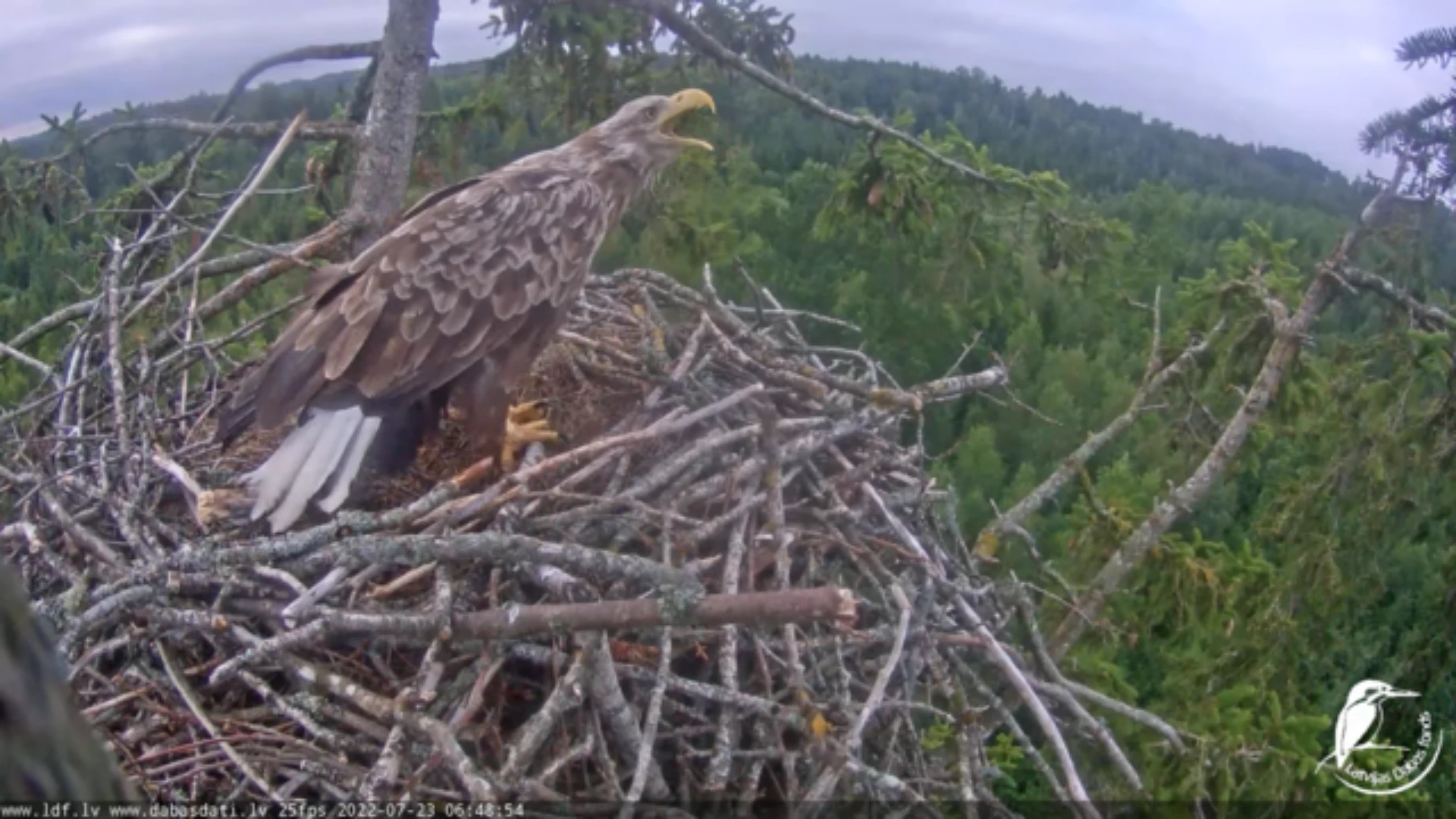 The white-tailed eagle (Haliaeetus albicilla)