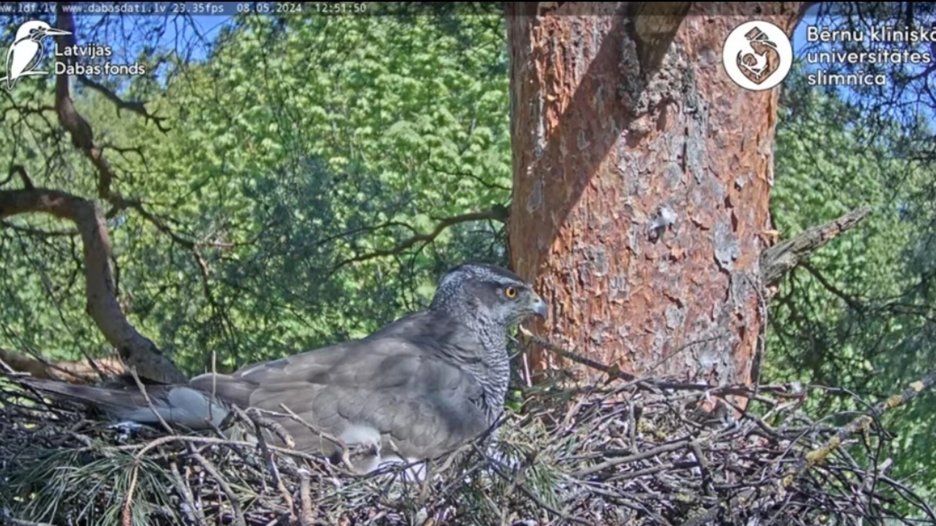 The Eurasian goshawk (Accipiter gentilis), in CCUH territory, nest 2