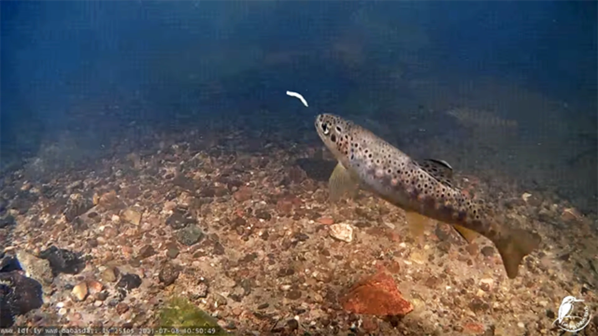 Salmonids in the Līgatne river near the restored fishway