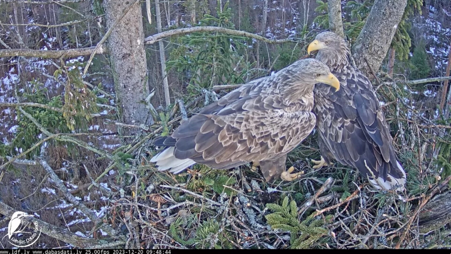 Jūras ērgļi (Haliaeetus albicilla) Ķemeru nacionālajā parkā