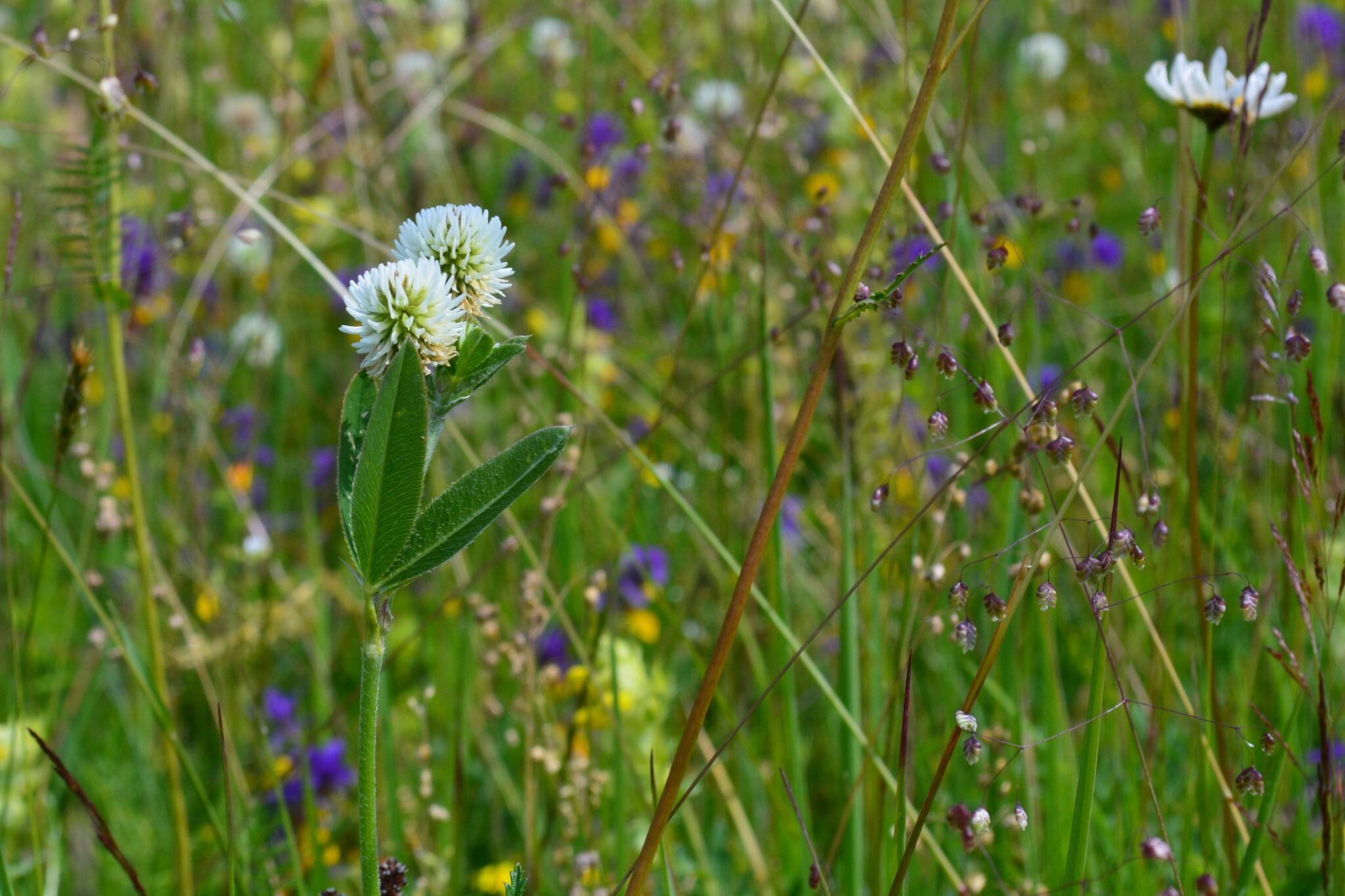 Pļavas - dabiskie zālāji - Latvijas Dabas fonds