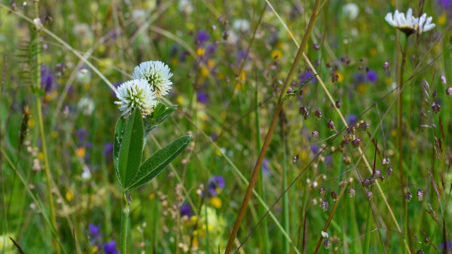 Restoring meadows at the farm “DRUBAZAS”