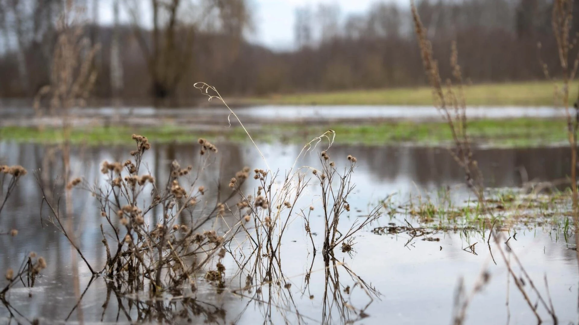 LIFE MarshMeadows