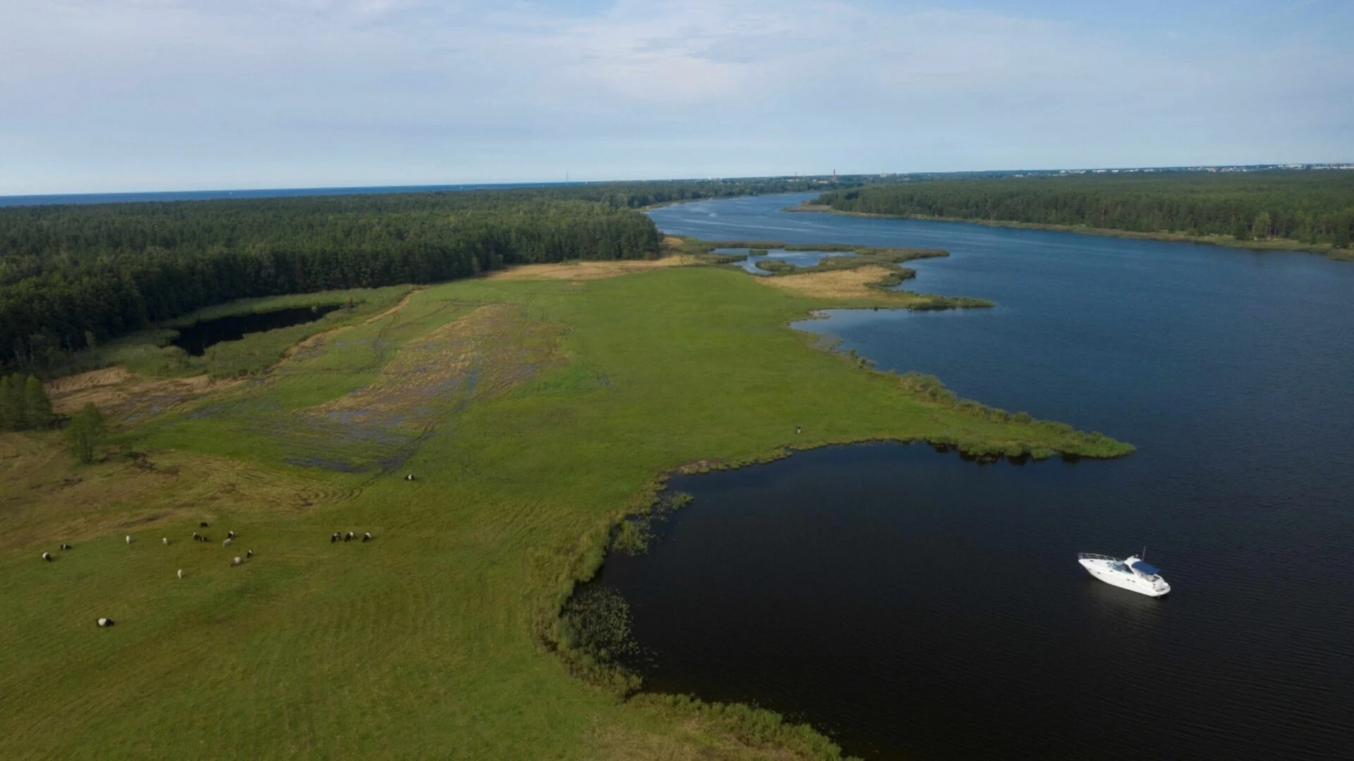 Lai uzlabotu niedrēm aizaugošo Piejūras pļavu stāvokli, Latvijas Dabas fonds (LDF) pērnā gada rudenī un ziemā veica niedru pļaušanu ar zemsedzes frēzēšanu Vakarbuļļu pļavās.