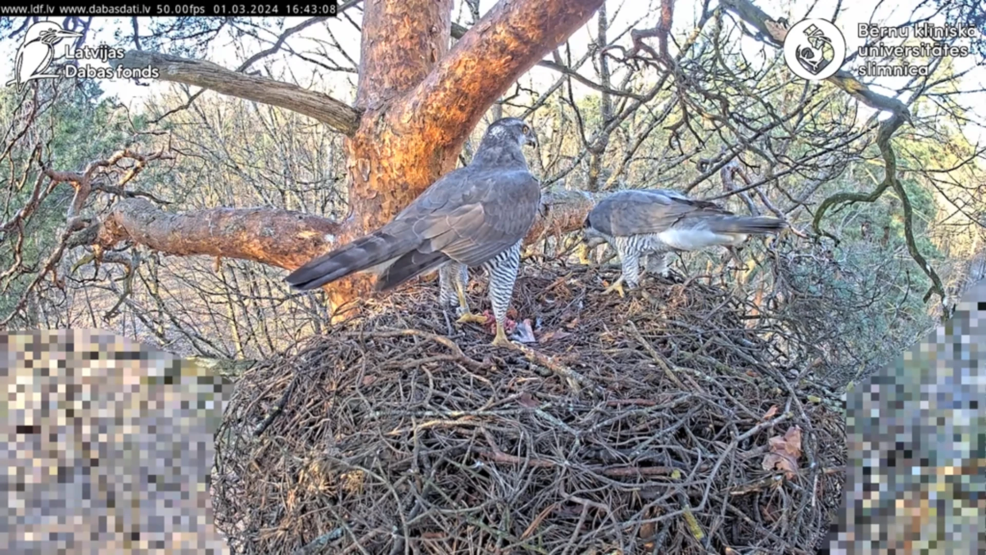 The Eurasian goshawk (Accipiter gentilis), in CCUH territory, nest 1