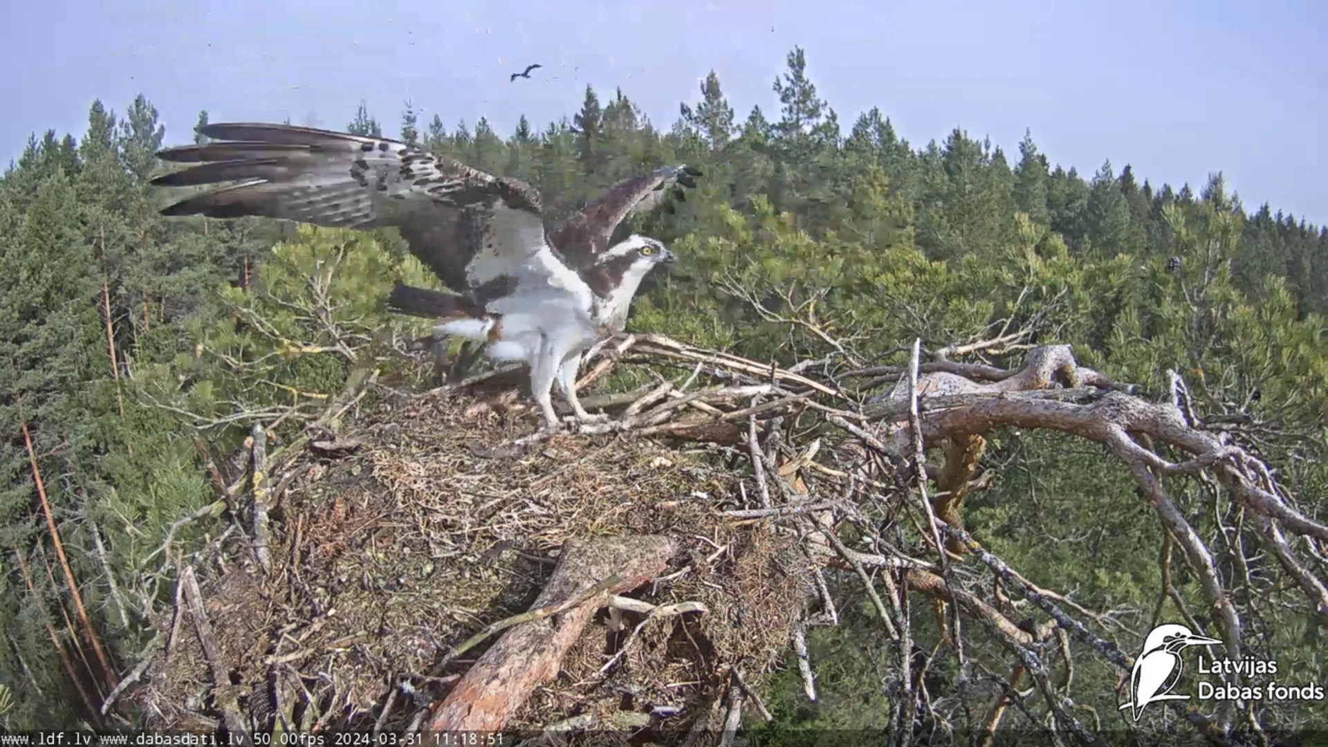 The osprey (Pandion haliaetus) 