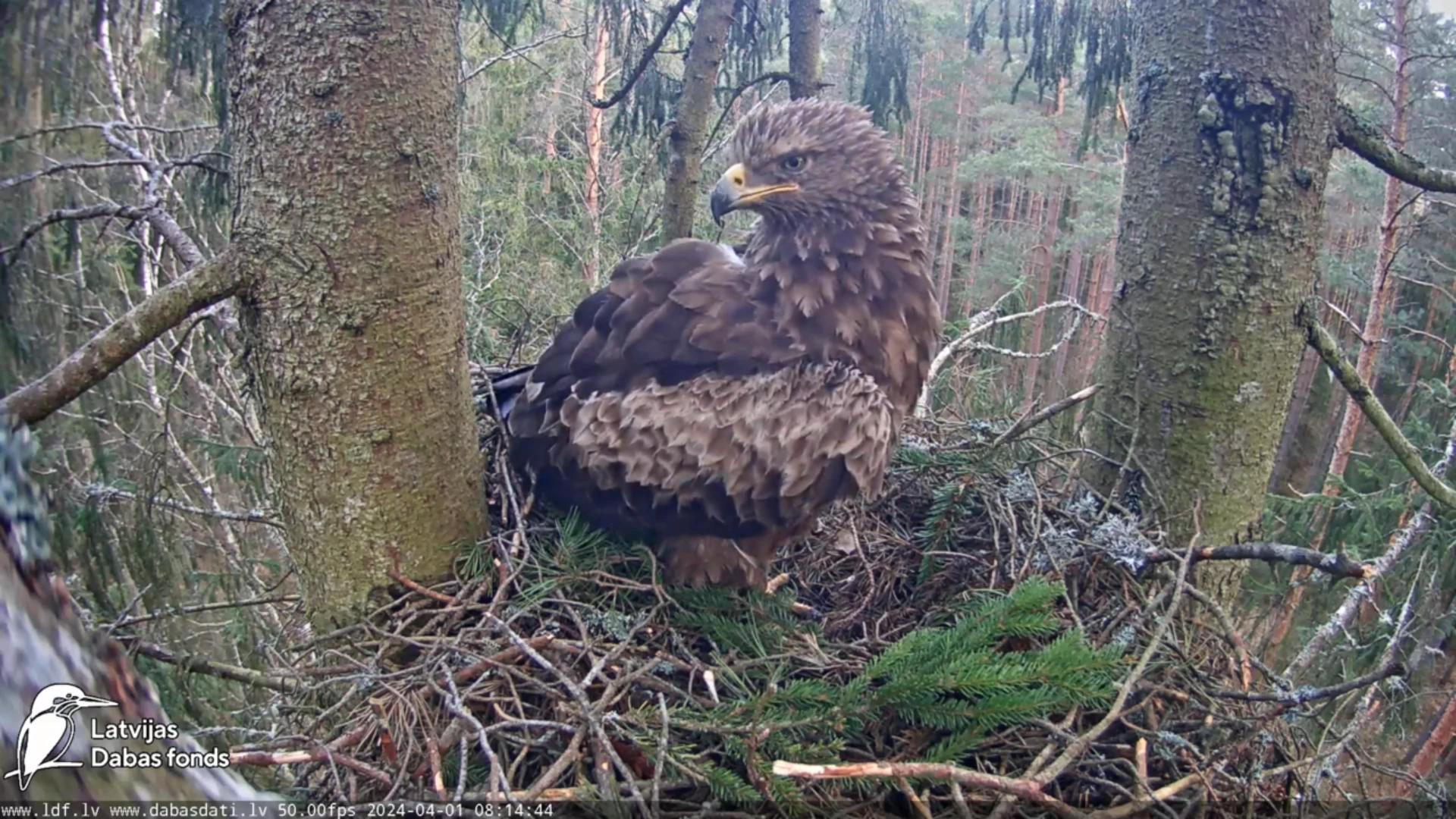 The lesser spotted eagle (Clanga pomarina)