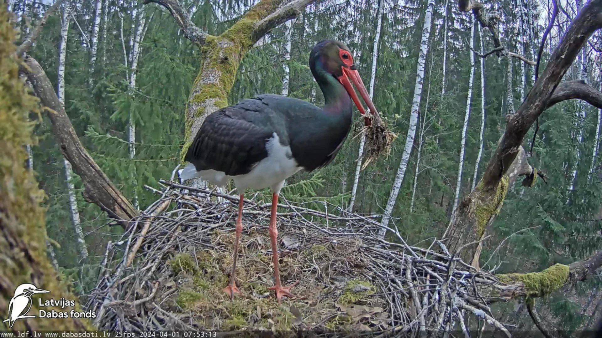 The Black stork (Ciconia nigra)