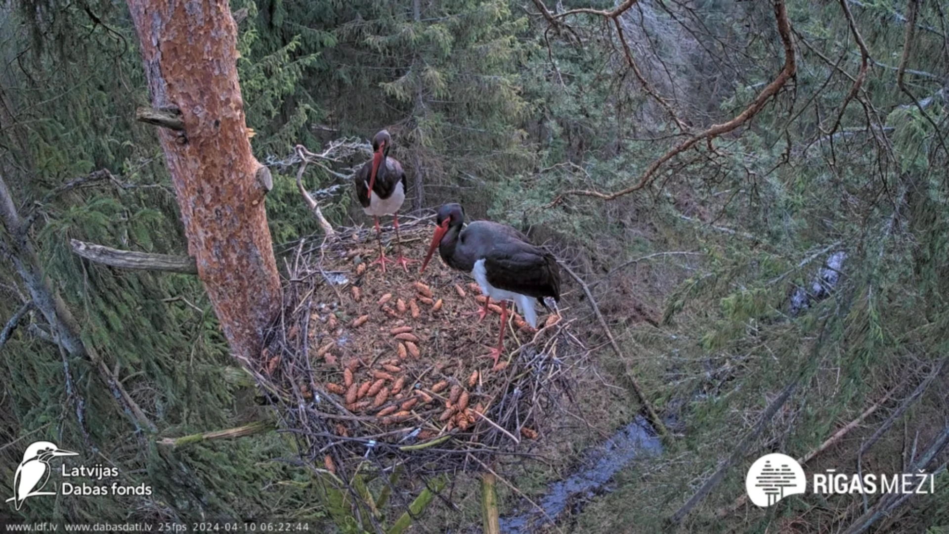 The Black stork (Ciconia nigra)