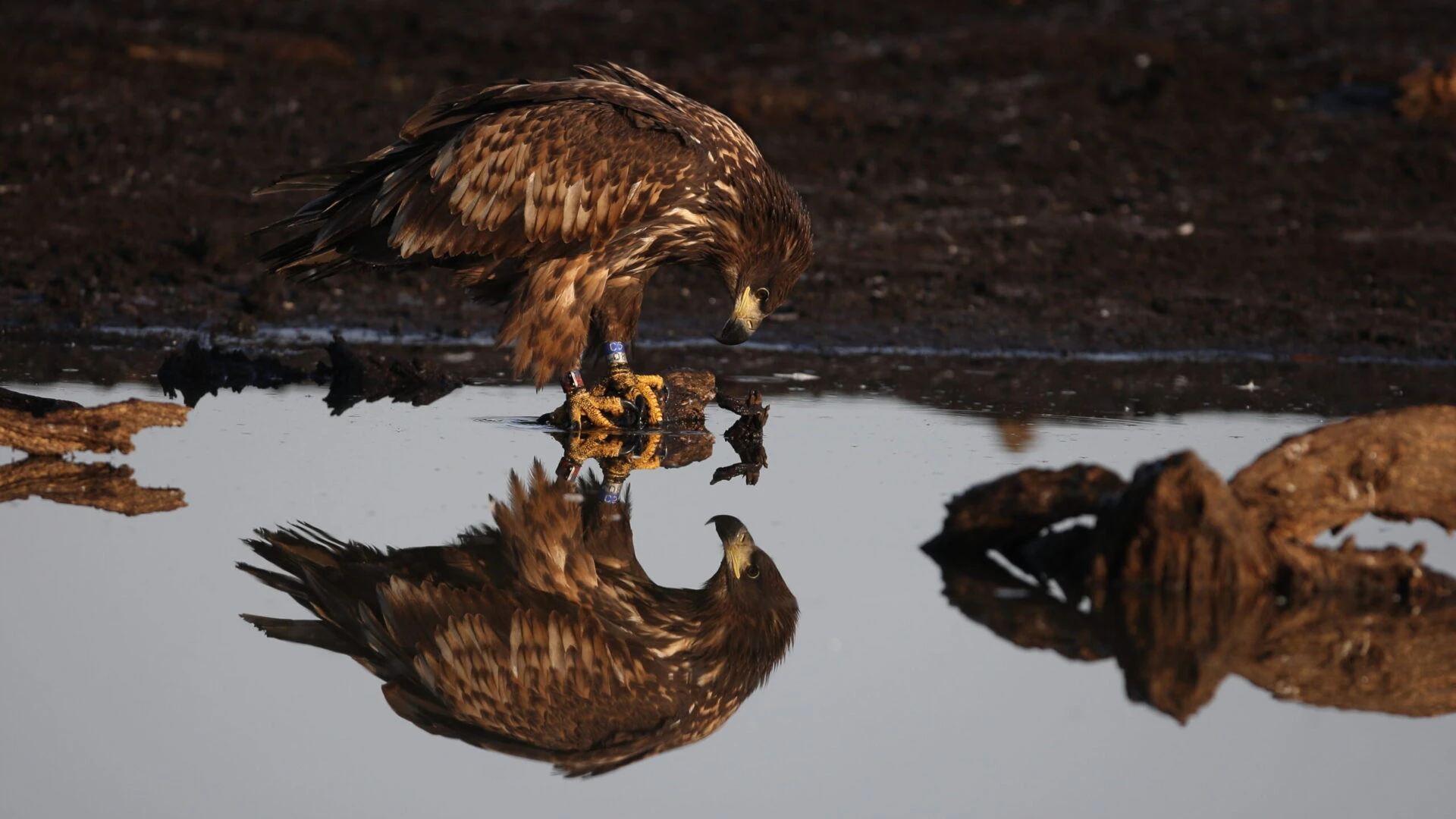 Latvian Fund for Nature