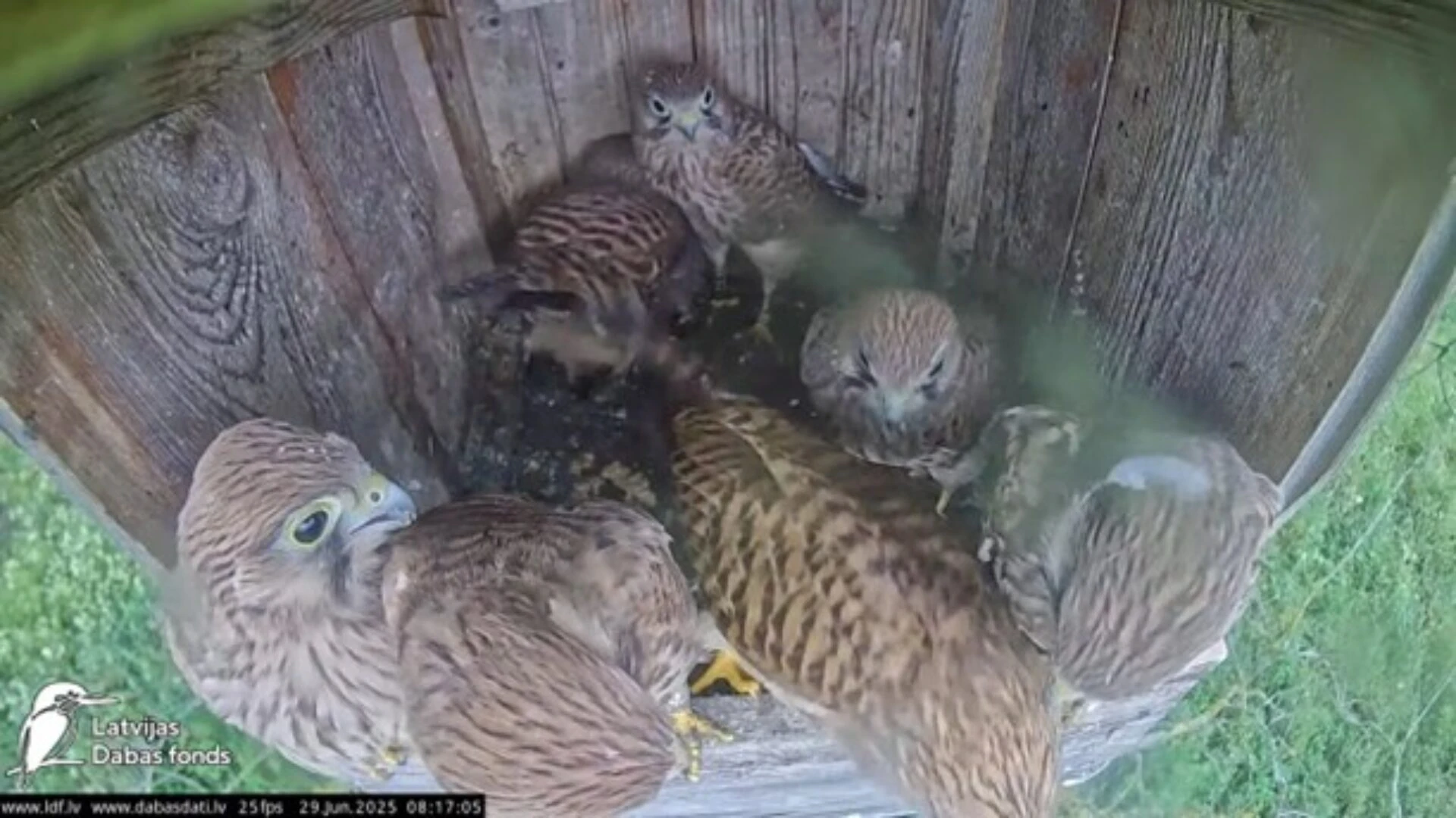 The common kestrel (Falco tinnunculus)