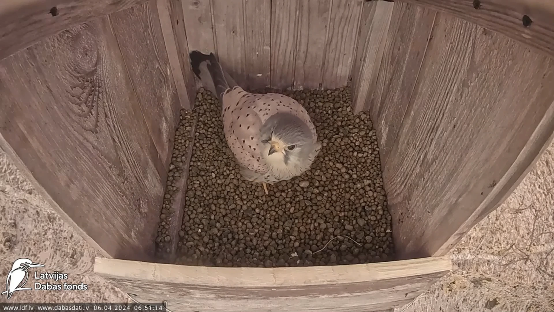 The common kestrel (Falco tinnunculus)