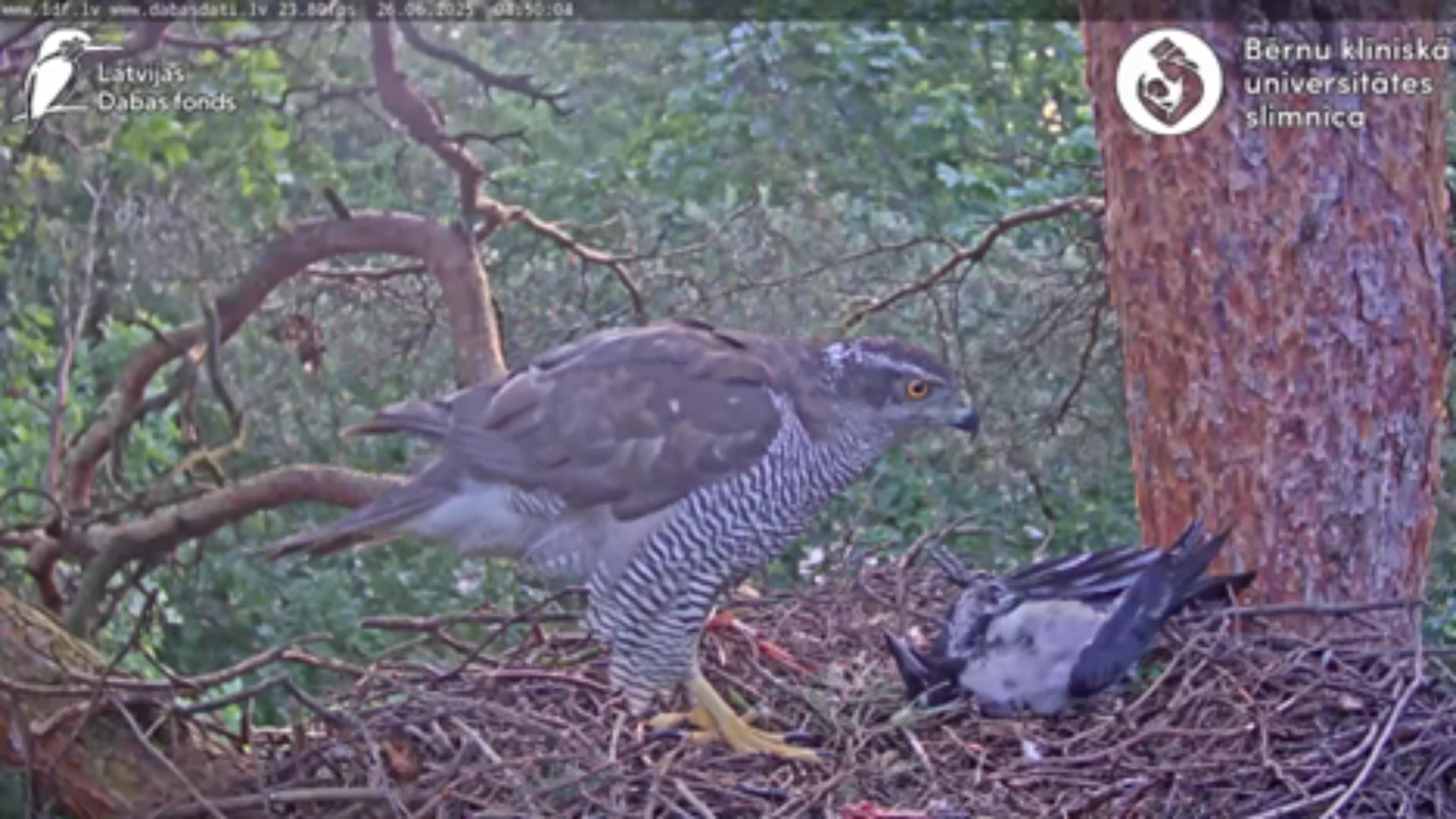 The Eurasian goshawk (Accipiter gentilis), in CCUH territory, nest 2