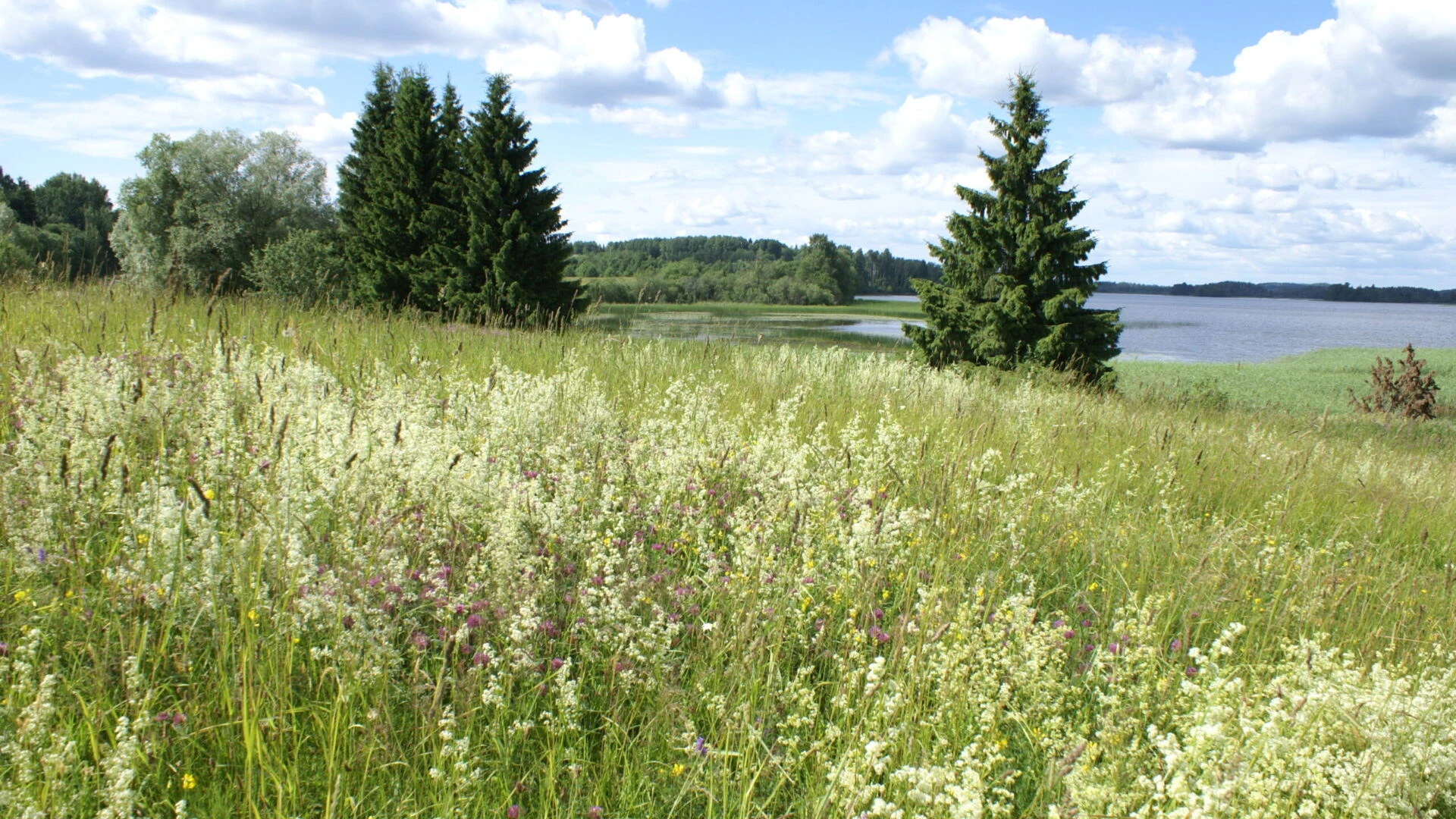 Gada dzīvotne 2015 – bioloģiski vērtīgie zālāji