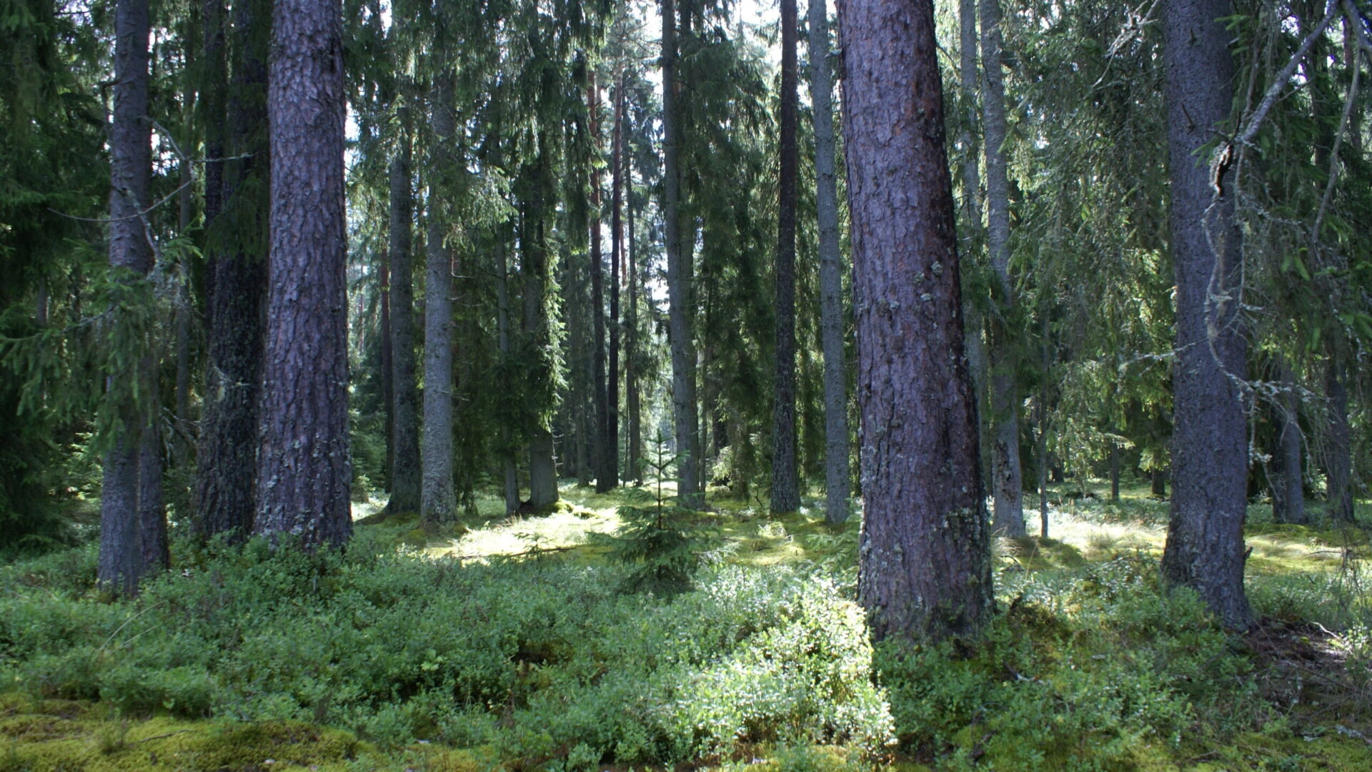 Latvijas Dabas fonds aicina darbā interešu aizstāvības ekspertu