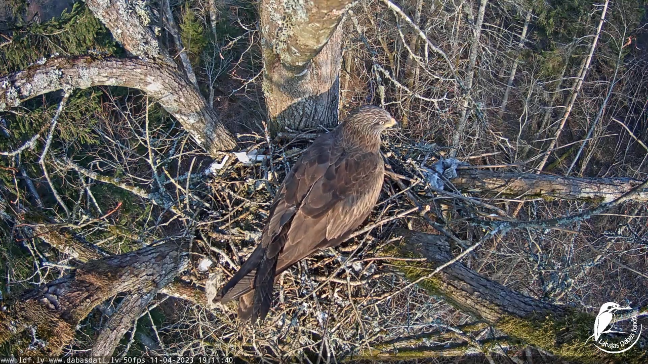 Жас томпақ кискасы
