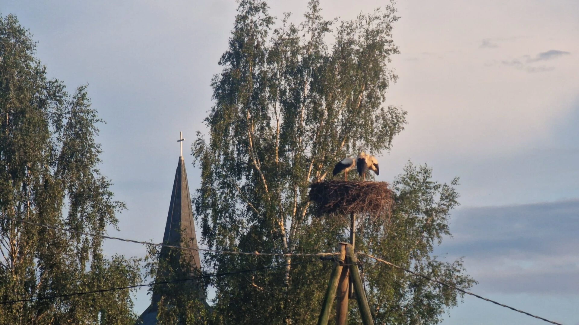 Sekošana traktoram un ēdelīgi mazuļi: kā baltie stārķi iemanījušies atrast bagātīgu barības avotu