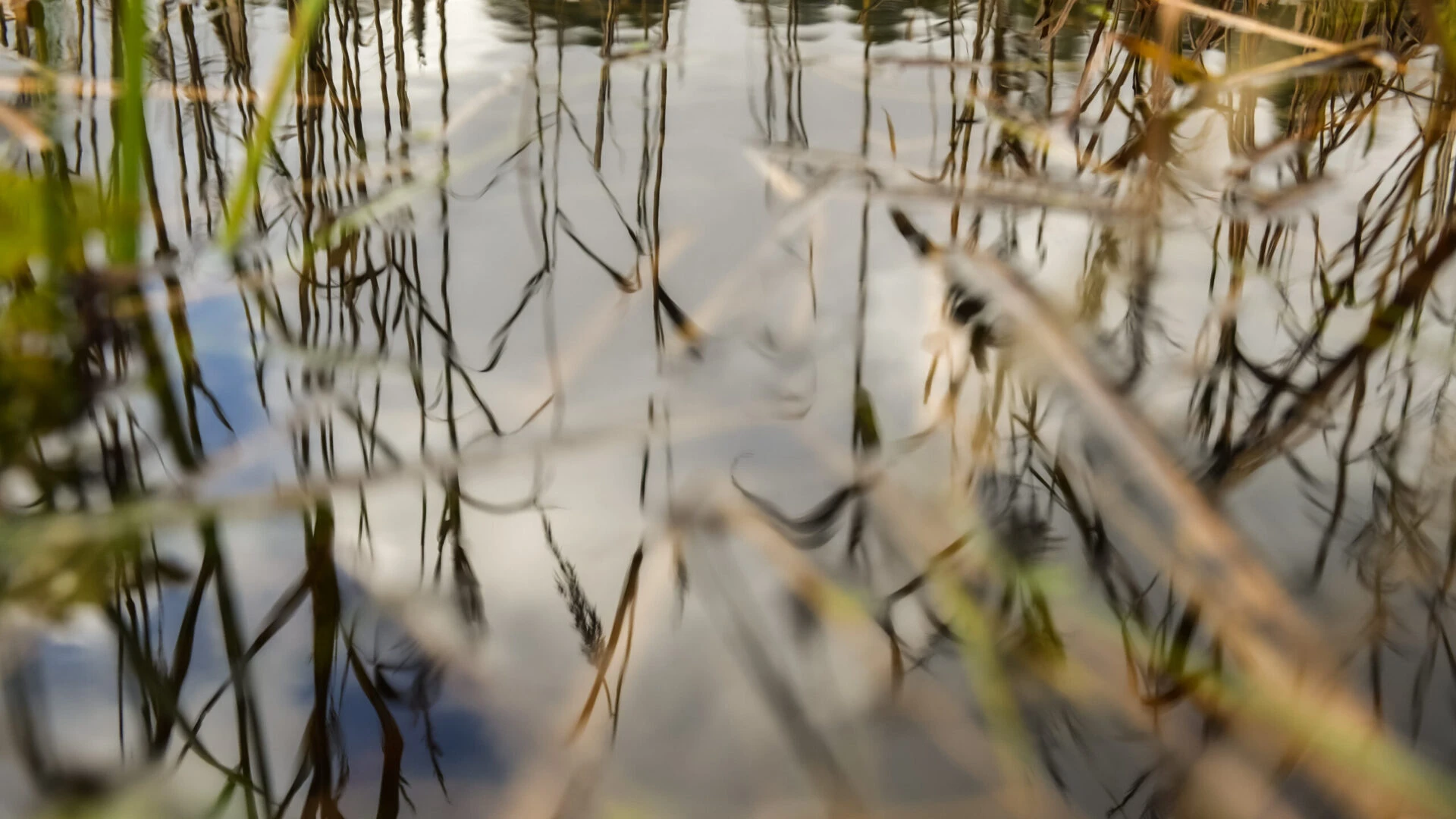 SIA “STENDERS” ziedo 10 000 eiro Latvijas mitrājiem – Latvijas Dabas fonds izsludina mazo grantu konkursu