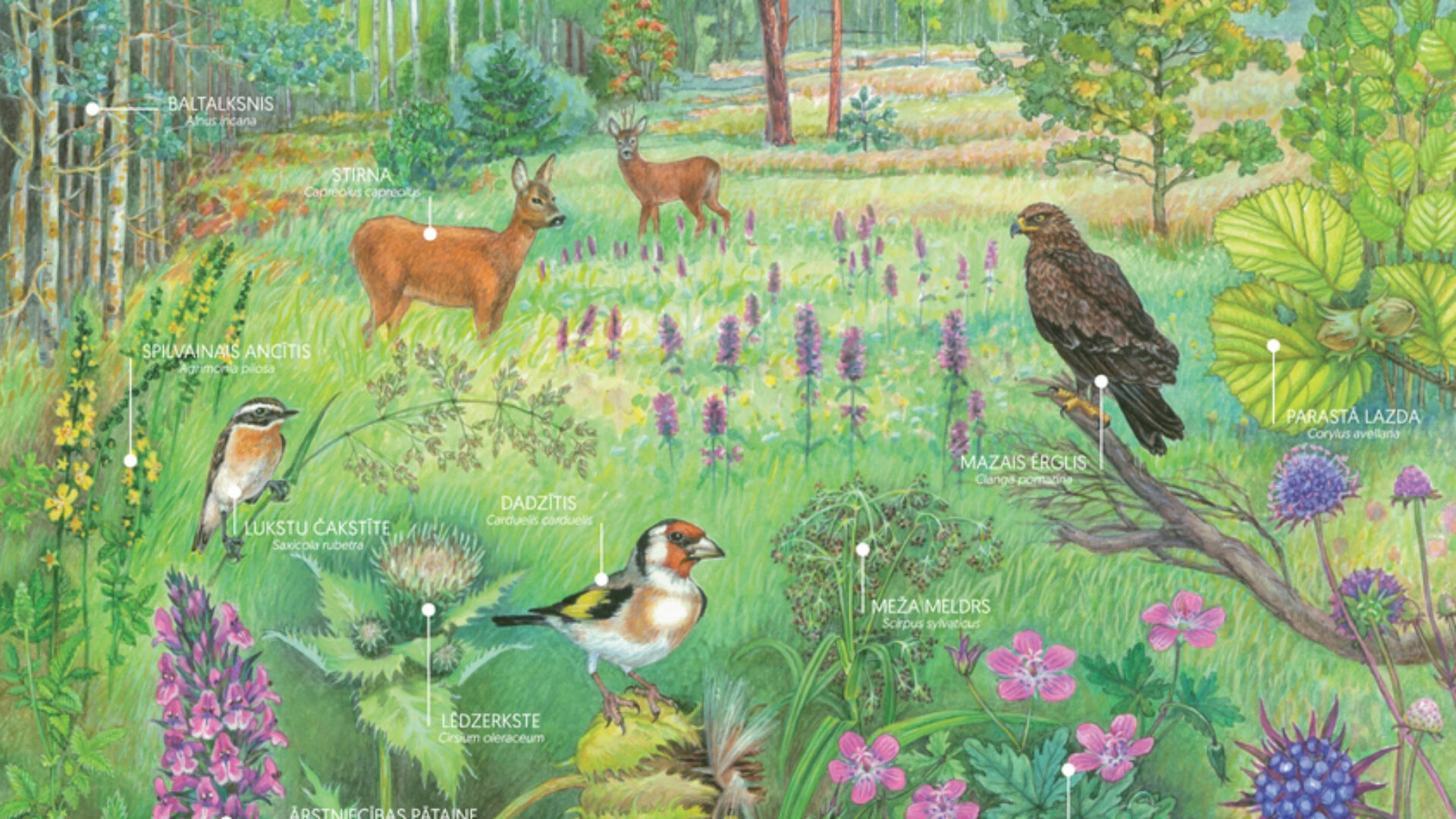 Iepazīsti mežmalu!