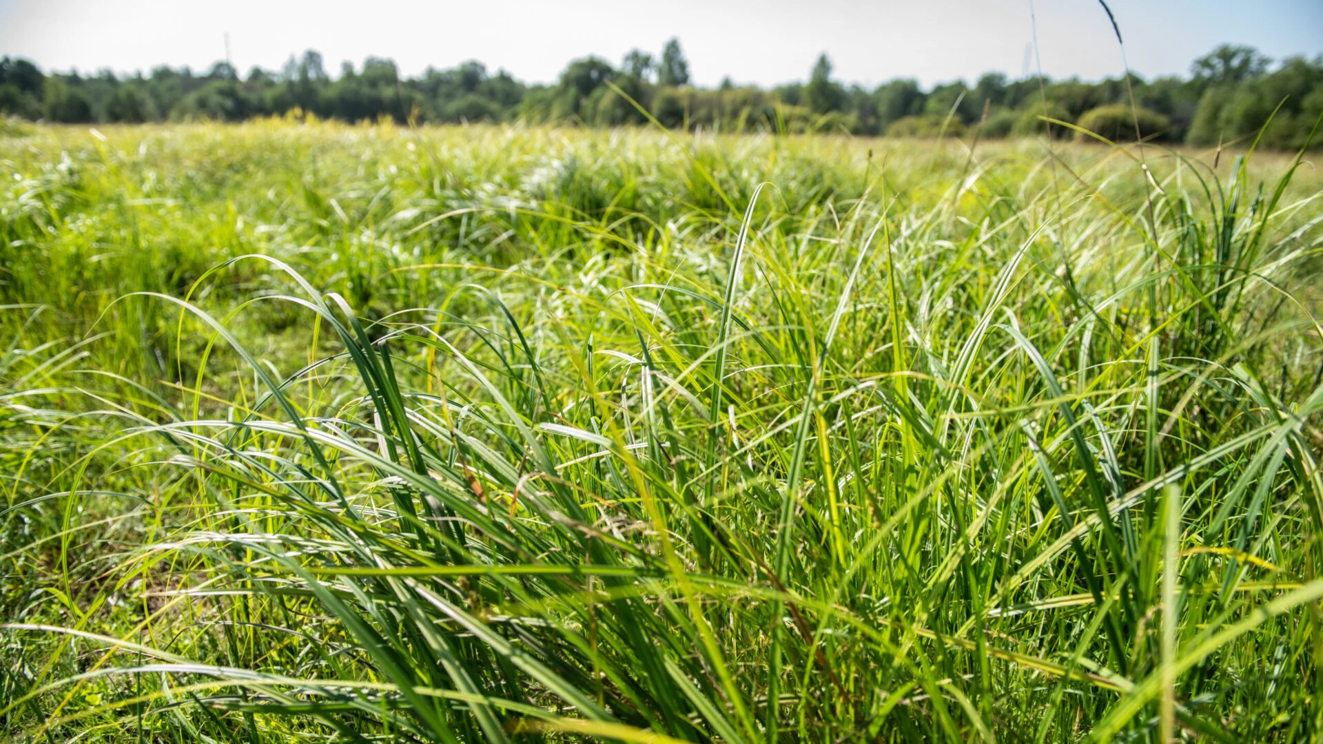 Cenu aptauja par komunikācijas kampaņas izstrādi un īstenošanu projekta 101114335-LIFE22-CCM-LV-LIFE “Tehnoloģisko risinājumu pilotprojekts zālāju biomasas ilgtspējīgai un klimatam draudzīgai apsaimniekošanai” vajadzībām