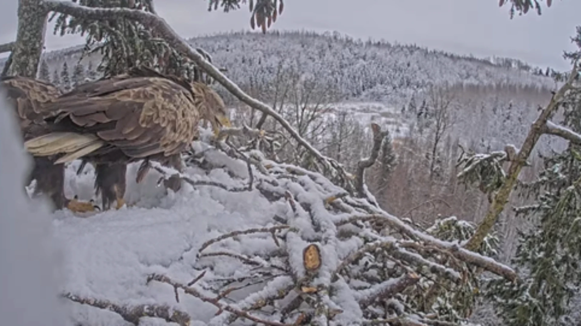 The white-tailed eagle (Haliaeetus albicilla)