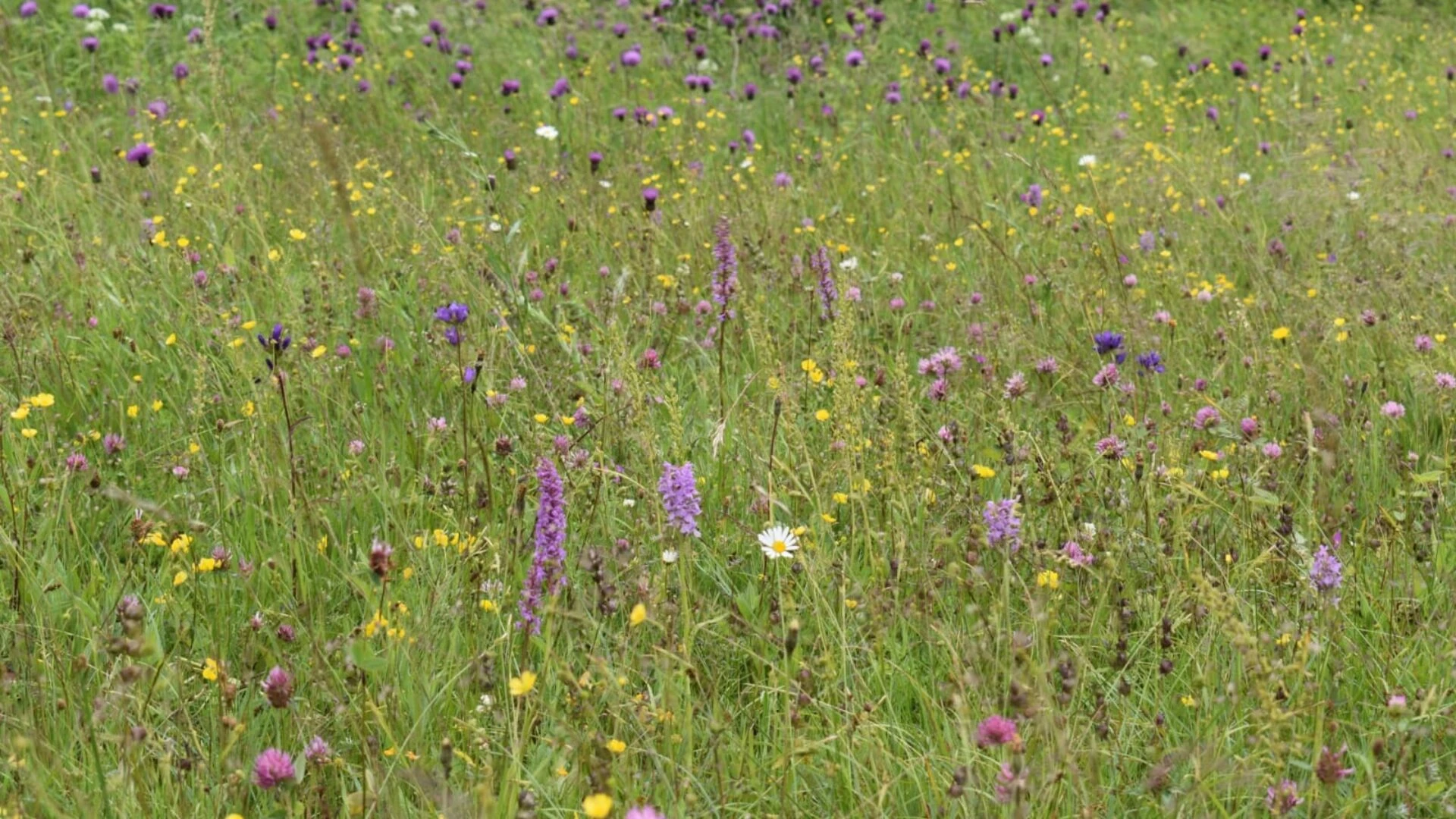 2025. gads Latvijas pļavās un mežos – orhideju gads