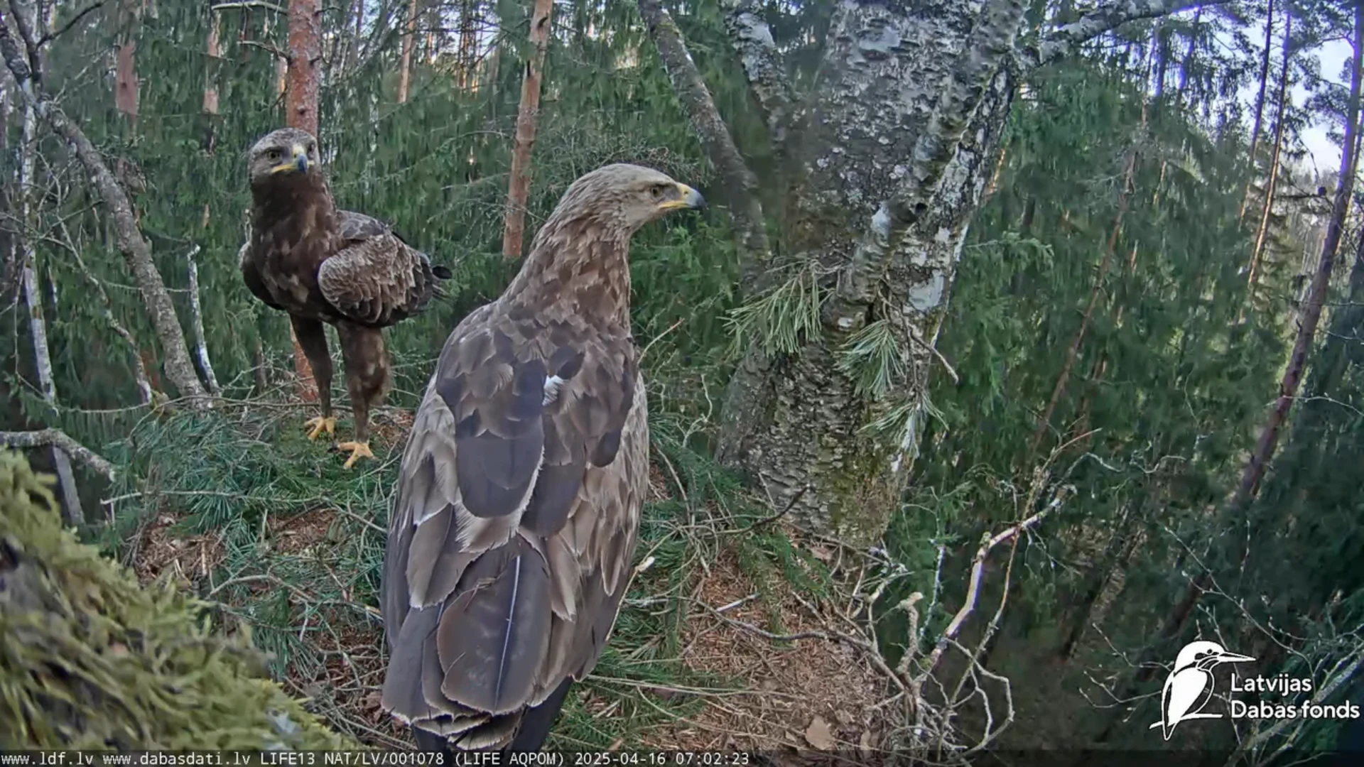 Lesser spotted eagle Clanga pomarina nest in a birch tree