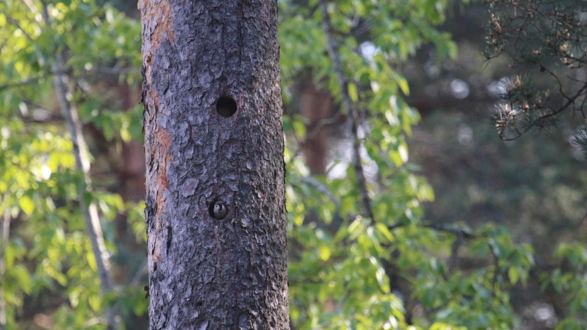 Gada dzīvotne 2026 – dobums