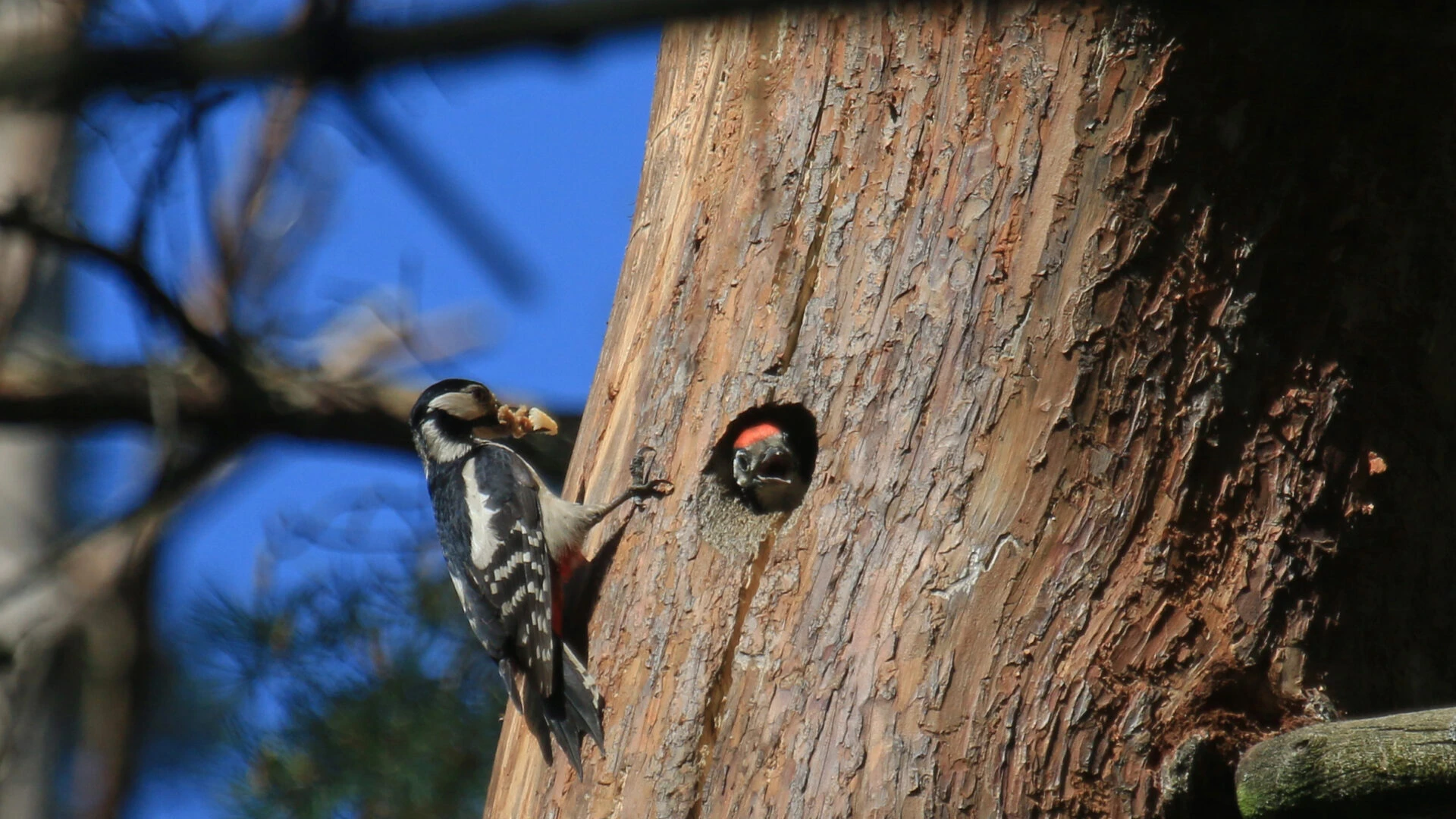 Latvijas Dabas fonds 