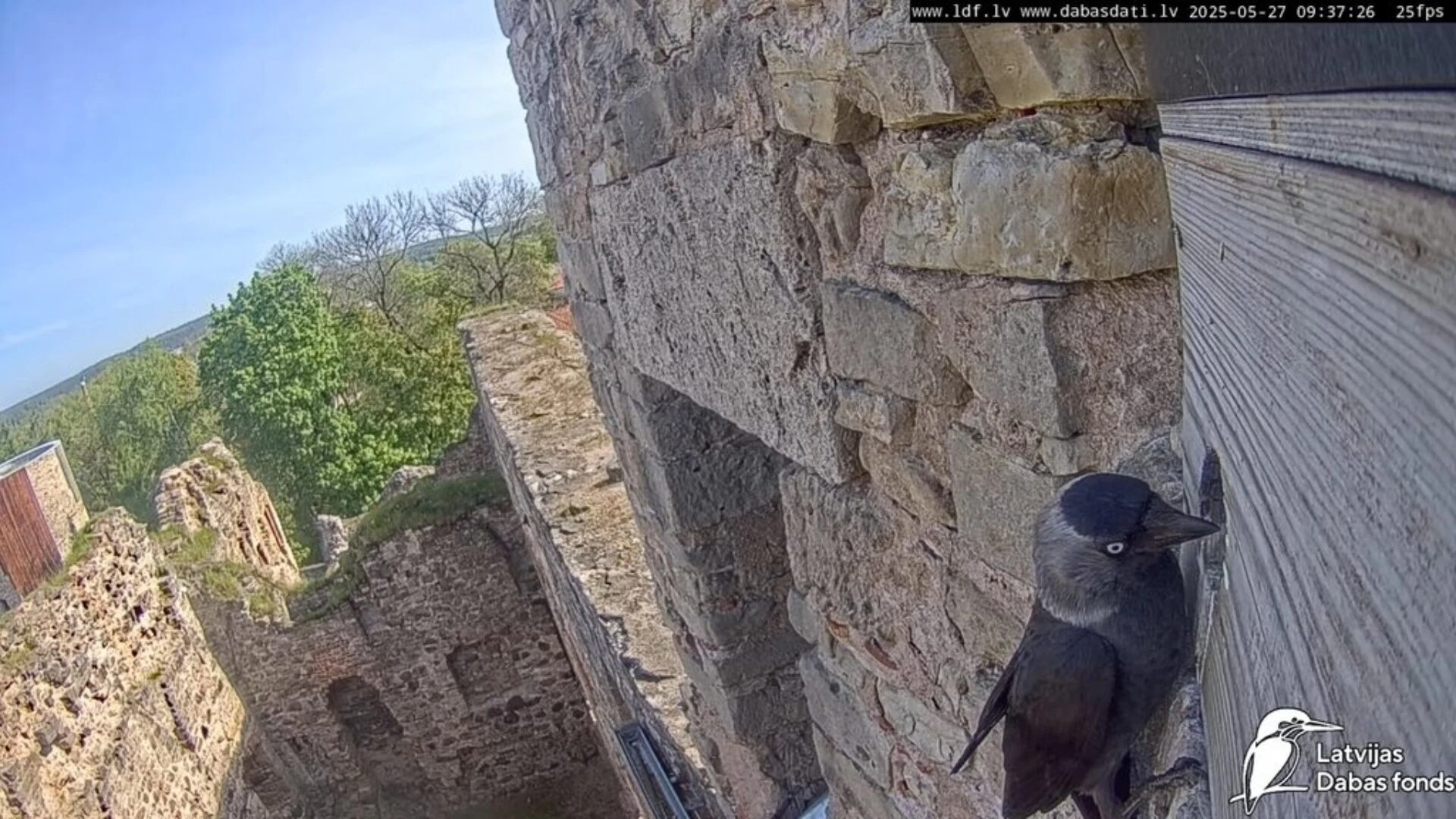 LDF Dabas tiešraižu YouTube čata noteikumi 