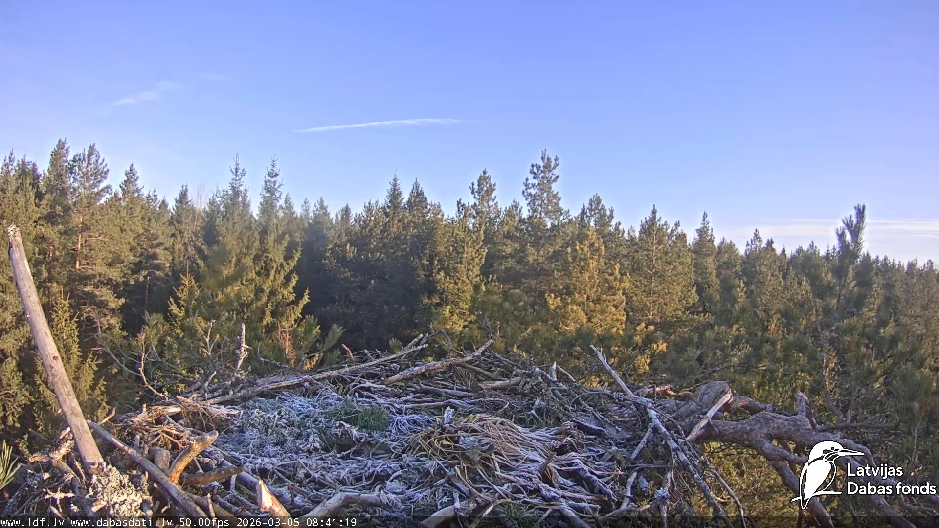 Latvijas Dabas fonda putnu tiešraidēs atgriežas ūpis