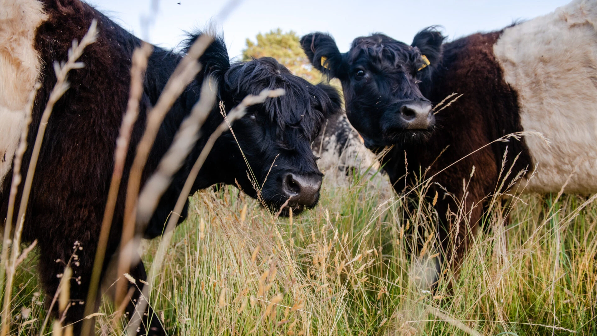 Latvijas Dabas fonda mobilais ganāmpulks meklē ganības Vidzemē