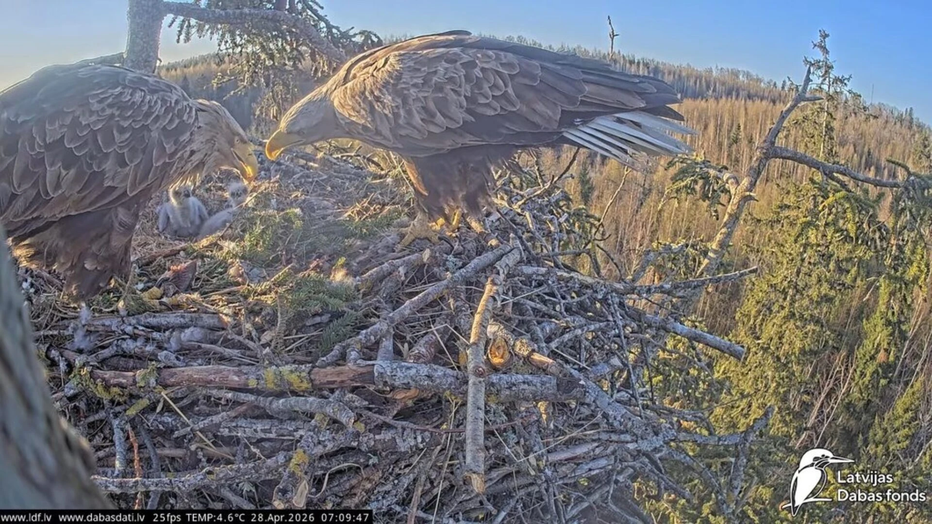 Latvijas Dabas fonda putnu tiešraidēm jau piecpadsmitā sezona