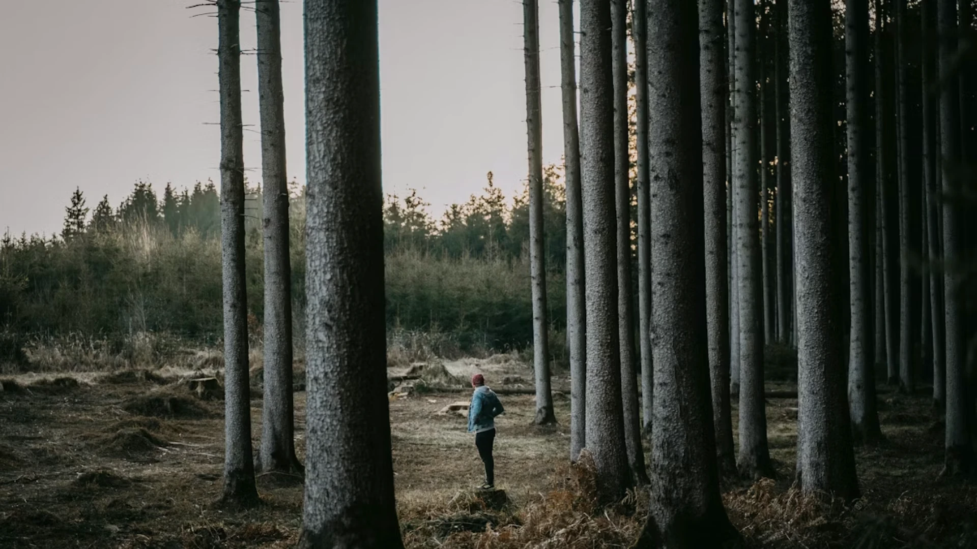Valsts mežu apsaimniekotāji Eiropā lobē industriju, nevis pārvalda mežus sabiedrības interesēs 